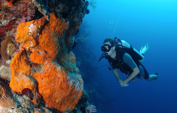 Bohio Resort, Turks and Caicos, coral reef with diver