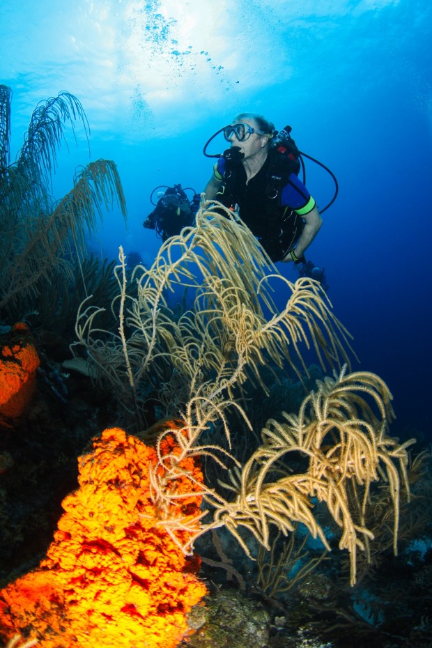 Divers on coral reef