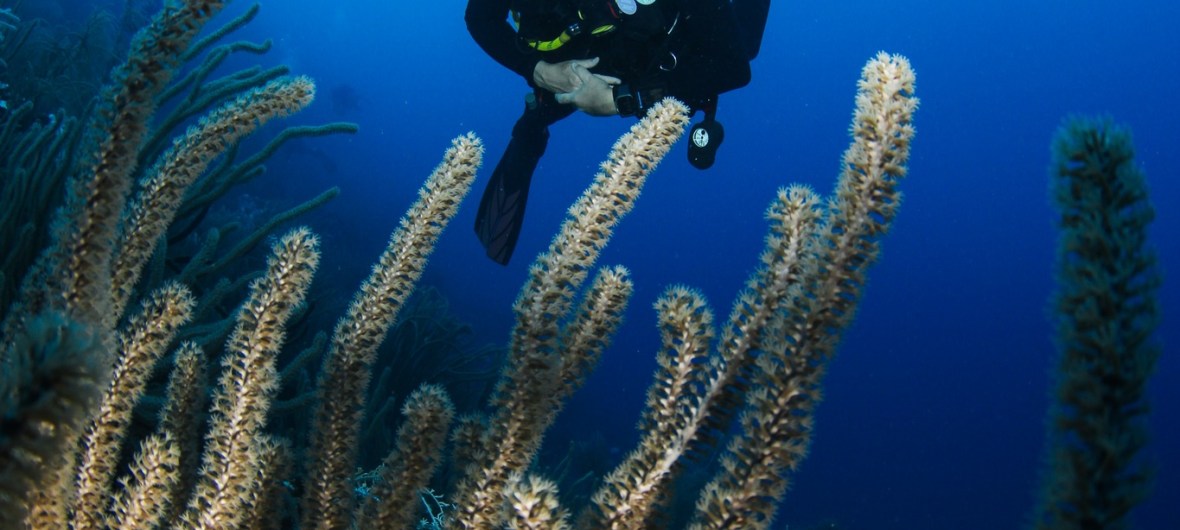 Diver in the Caribbean - with Blue North Scuba Club, Toronto