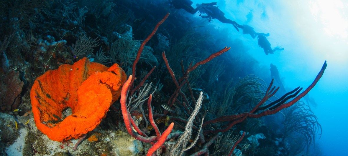 coral reef with divers - with Blue North Scuba Club, Toronto