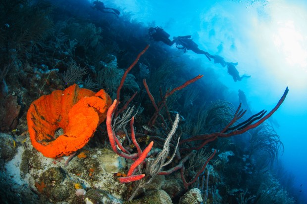 coral reef with divers - with Blue North Scuba Club, Toronto
