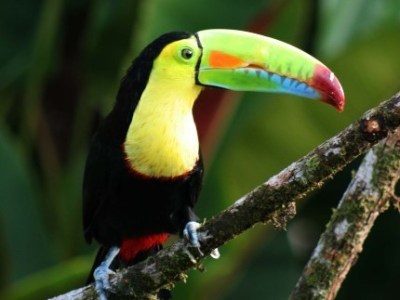 Costa Rica Dive &&nbsp;Adventure