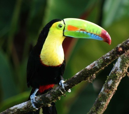 toucan