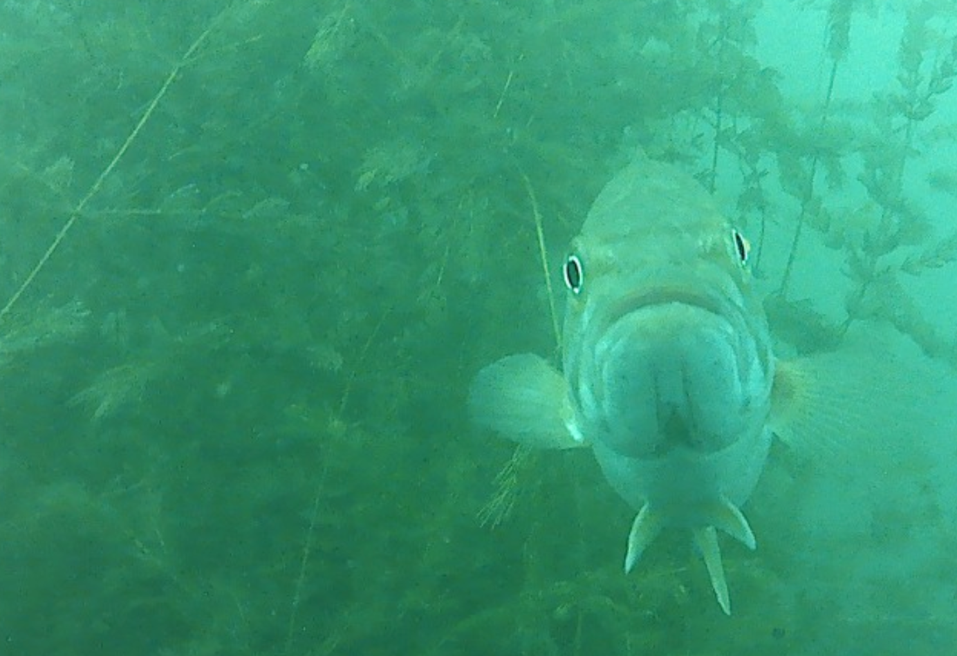 welland scuba park fish posing