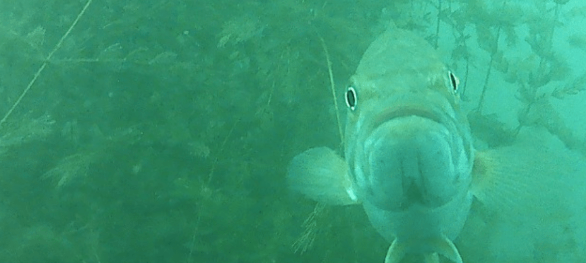 welland scuba park fish posing