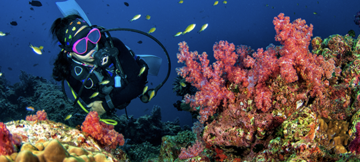 St. Lucia Dive Trip Photos 2025 with Blue North Scuba Club